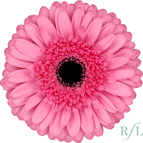 1ed6ea41-1068-412c-86c8-8e304e1f8d30.png Gerber Peppa Pink RF - Image 1