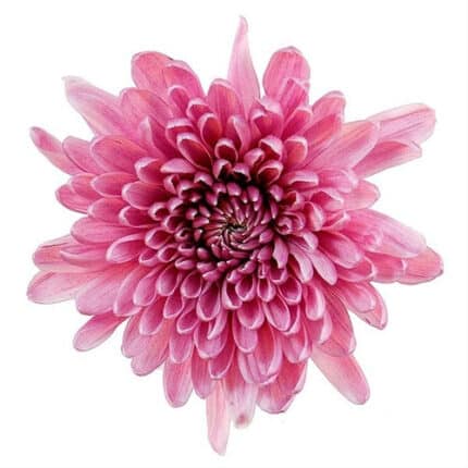 Mum Cremon Pink cont fl