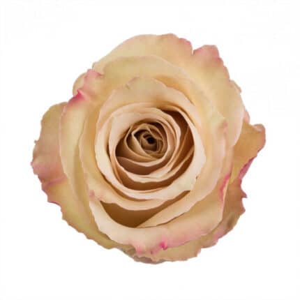 Rose Quicksand 60cm tessa