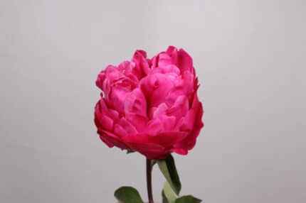 Peony RedBernhardt holl(htpk)