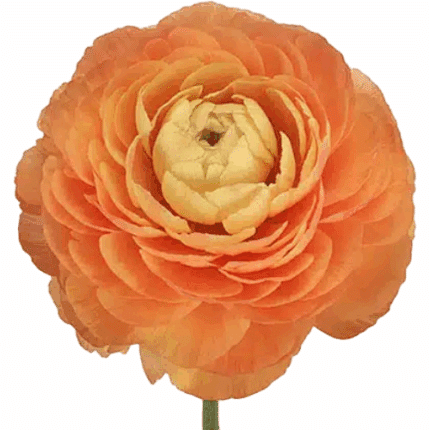 Ranunculus Peach tessa
