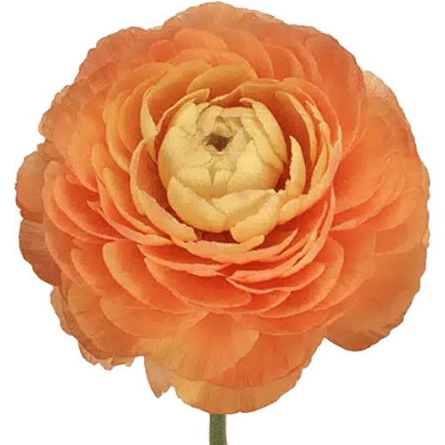 1ef94e8d-529e-4b20-b9f0-e3e472ad4f9f.png Ranunculus Peach tessa - Image 1