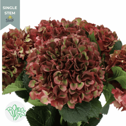 Hydrangea Classic Chocolate ho