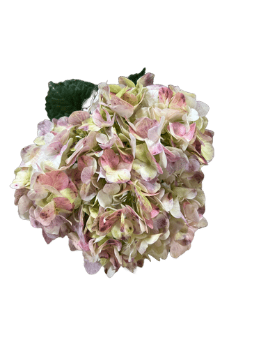Hydrangea Antique Jumbo gro(ST