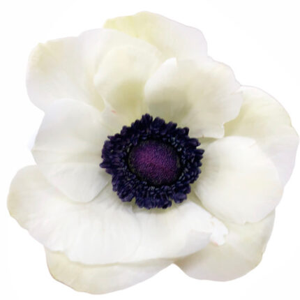 Anemone White Panda allure
