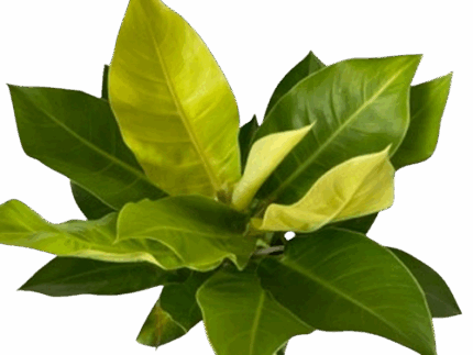 8" Philodendron Moonlight