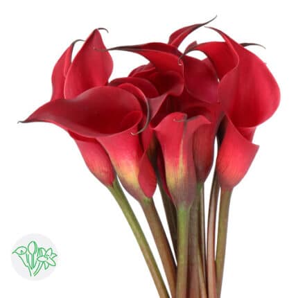 Calla Red Charm holl