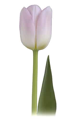 Tulip Dynasty by