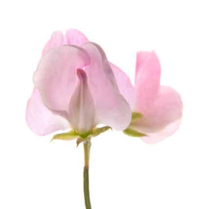 SweetPea Pink holl
