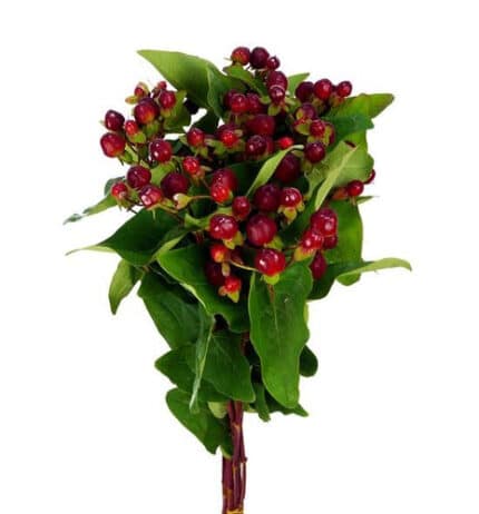 Hypericum Magical Cherry rio