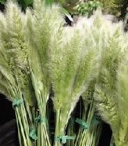 Grass bunny regional (green)