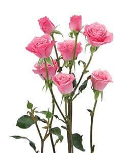 RoseSpray Eva fresca  med pk