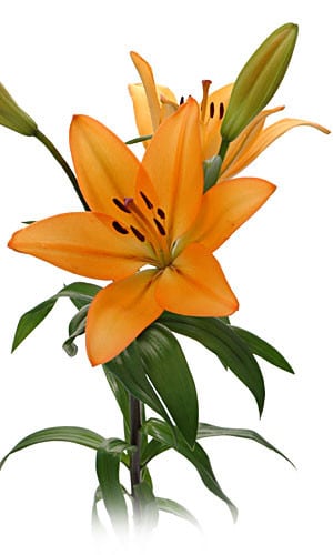 Indian diamond lily(org)hosa