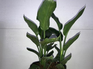 10" Strelitzia Orange Bird