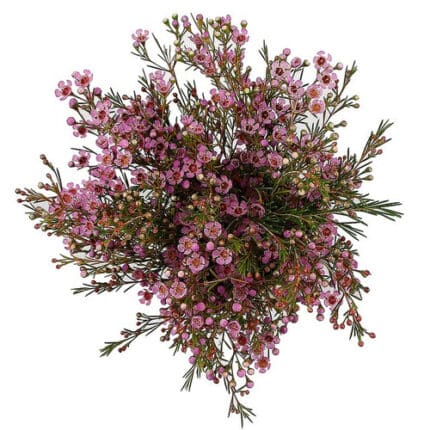 Waxflower Fuchsia galleria