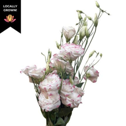 Lisianthus White Pink tips hen