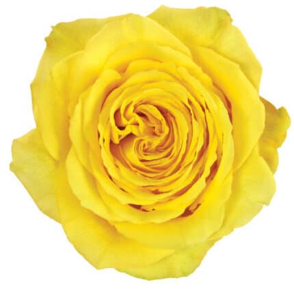 Rose Bikini 40cm rfi