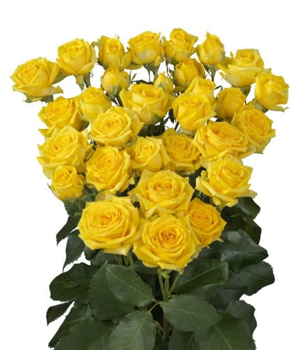 RoseSpray Tarantella holl