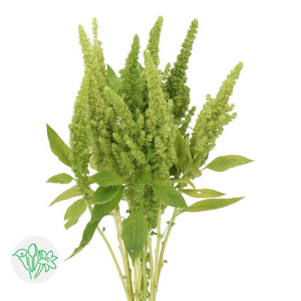 Amaranthus Green Thumb holex