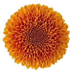 Mum Disbud Ball OrgBronze fres