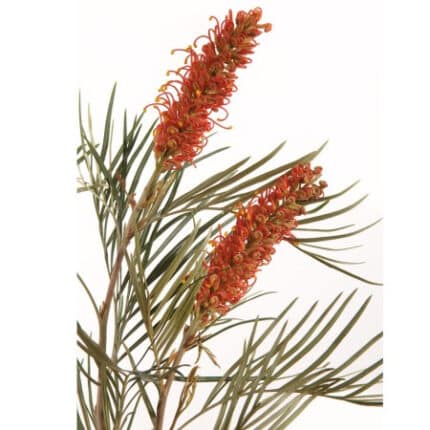 Grevillea Coastel Sunset holl