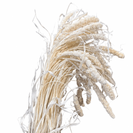 Dried Panicim Grass bleached h