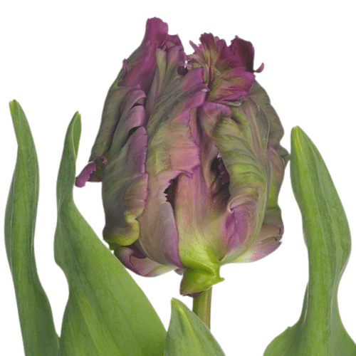 1fc7d7d4-1773-45e6-a89e-f376d9841a6e.png Tulip Purple Parrot canada - Image 1