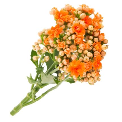 Kalanchoe Warm Org florisol(5st)