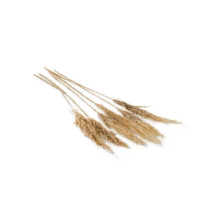Pampas Grass 25.5"-28" tan