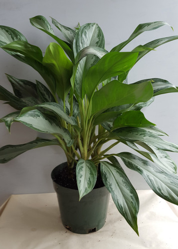 8" POTTED HYBRID AGLONEMEA