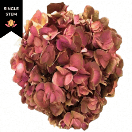 Hydrangea Purple Peony galleri