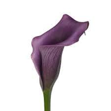 Calla Paco esmeralda