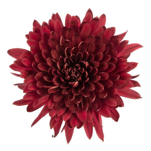 200e75c3-79d1-43af-9762-b16cd02ad8a2.jpg Mum Cremon Red Tornado gdns - Image 1