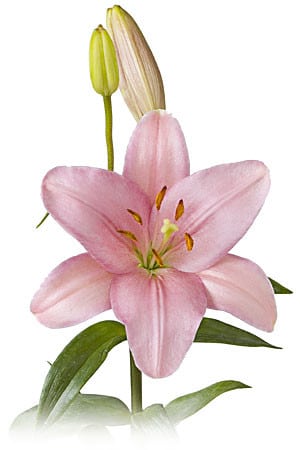 PINK hybrid lily s.v. x10 box