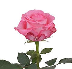 Rose Conquista 70cm rprima