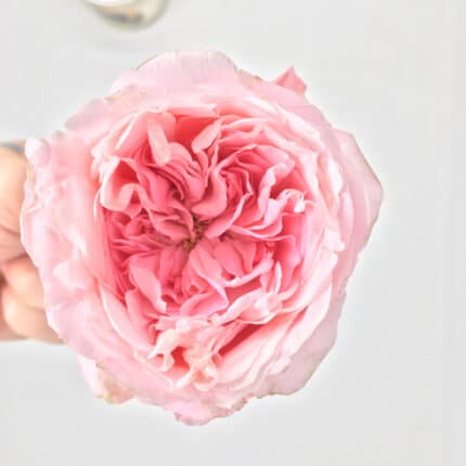 RoseSpray Bella Linda Kiss rfi