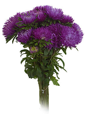 Aster beauty purple region(25)