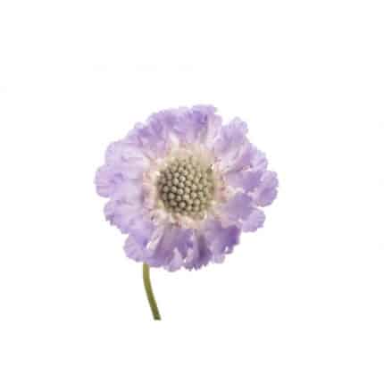 Scabiosa Lavender chili