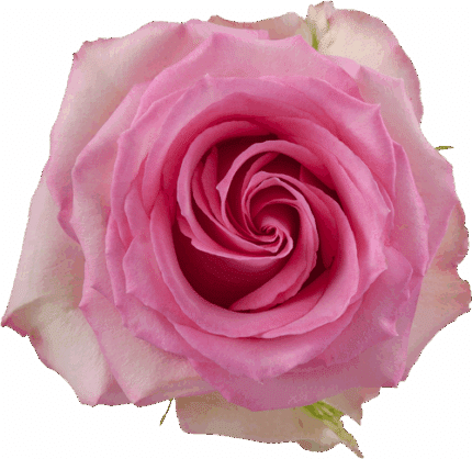 Rose Sweet Unique 60cm rfi