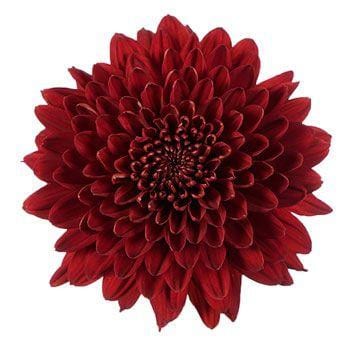 Mum Cremon Testarossa Red gdns