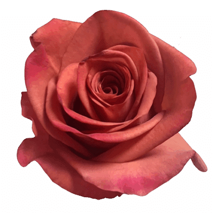 Rose Expresso 50cm florecal