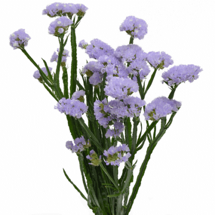 Statice Lavender valleflor