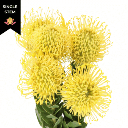 Pins High Gold holex (stem)