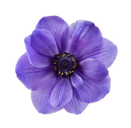 Anemone Purple battenfield