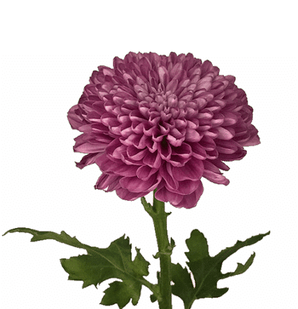 Mum Disbud Ball Pink cont5st)