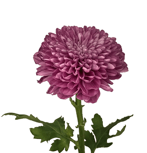 208ddaa4-eec8-4301-9d9b-28aa0c876b59.png Mum Disbud Ball Pink cont5st) - Image 1