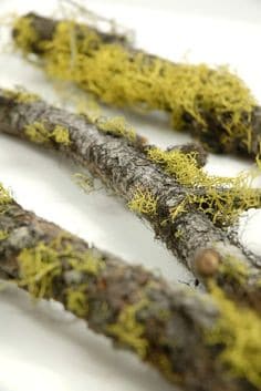 Mossy Chartreuse branch oregon