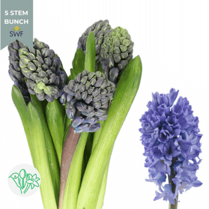 Hyacinth Blue holl
