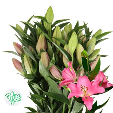 Lily Ibiza holl 2+
