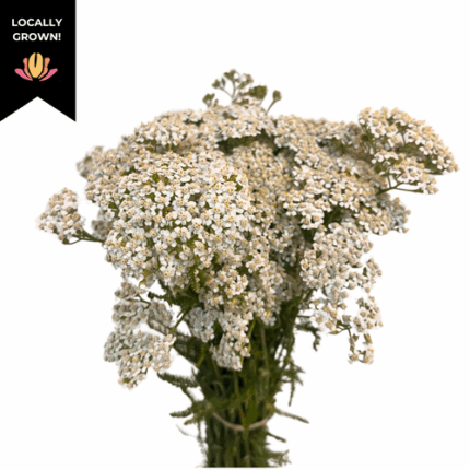 Yarrow White cramer